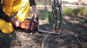 Best Tree Maintenance Programs  in Boron, CA