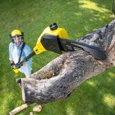 Professional Tree Services in Boron, CA