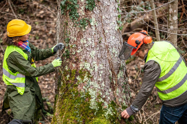 Best Tree Preservation Services  in Boron, CA