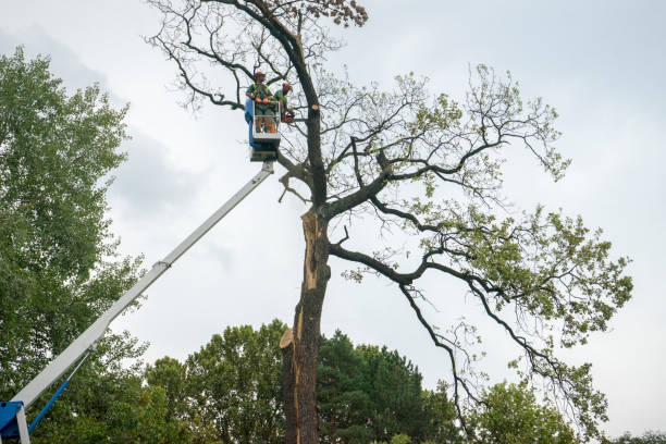 Best Commercial Tree Services  in Boron, CA