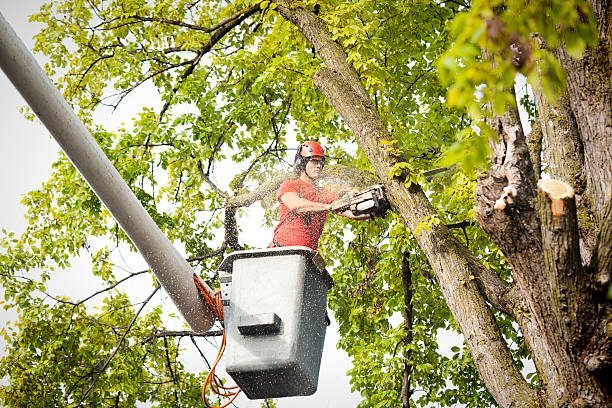 How Our Tree Care Process Works  in  Boron, CA