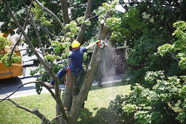 Best Tree Removal Service  in Boron, CA